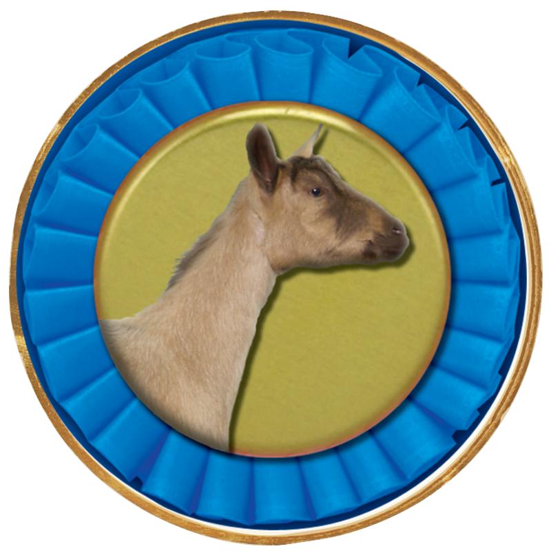 2"Wx2"H INSERT BUTTON PIN